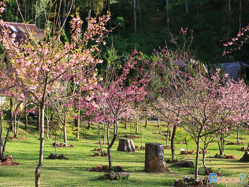 จุดชม ดอกไม้บาน ปลายปี 66