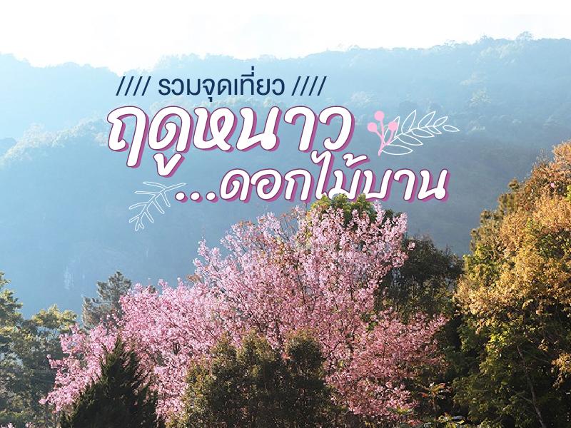 จุดชม ดอกไม้บาน ปลายปี 66