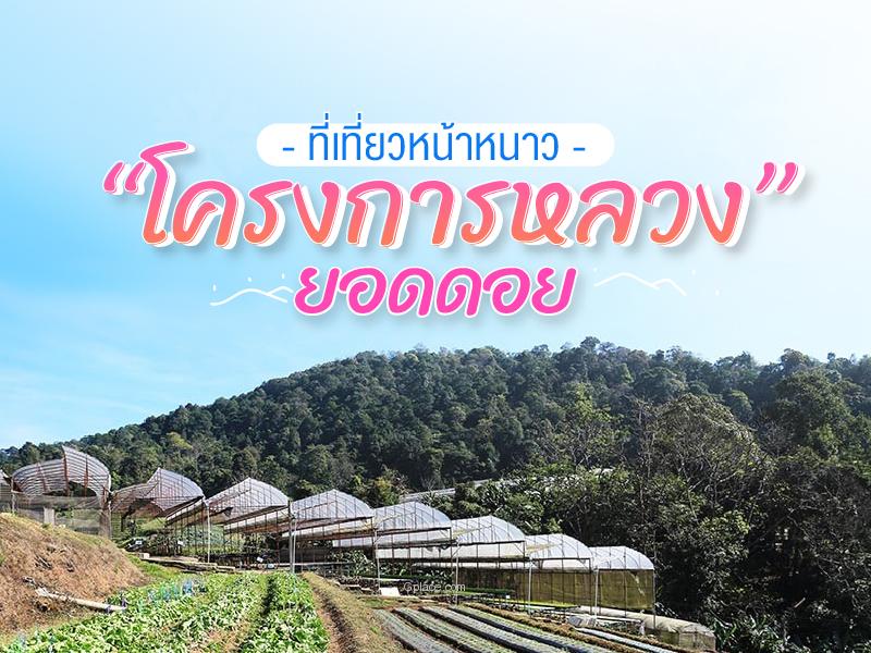 ที่เที่ยวน่าหนาวกับโครงการหลวงยอดดอย